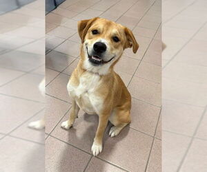 Labrador Retriever-Unknown Mix Dogs for adoption in Naples, FL, USA