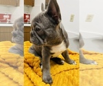 Small Photo #8 French Bulldog Puppy For Sale in ESCONDIDO, CA, USA