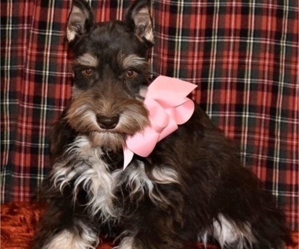 Medium Photo #7 Schnauzer (Miniature) Puppy For Sale in CASSVILLE, MO, USA
