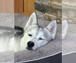 Small #13 Siberian Husky Mix