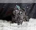 Small #2 YorkiePoo