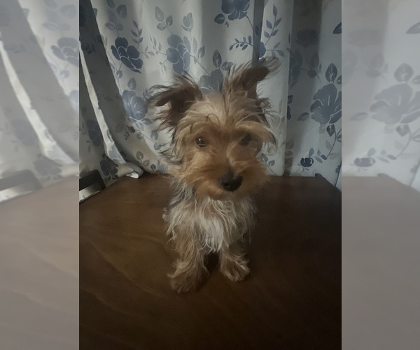 Medium Photo #14 Yorkshire Terrier Puppy For Sale in DURHAM, CT, USA