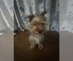 Small #13 Yorkshire Terrier