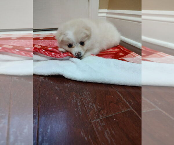 Medium Photo #5 Pomeranian Puppy For Sale in CITRONELLE, AL, USA