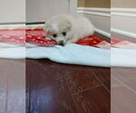 Small #4 Pomeranian
