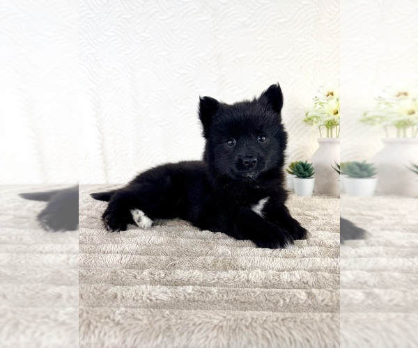 Medium Photo #5 Pomsky Puppy For Sale in GREENFIELD, IN, USA