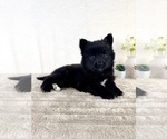 Small #4 Pomsky