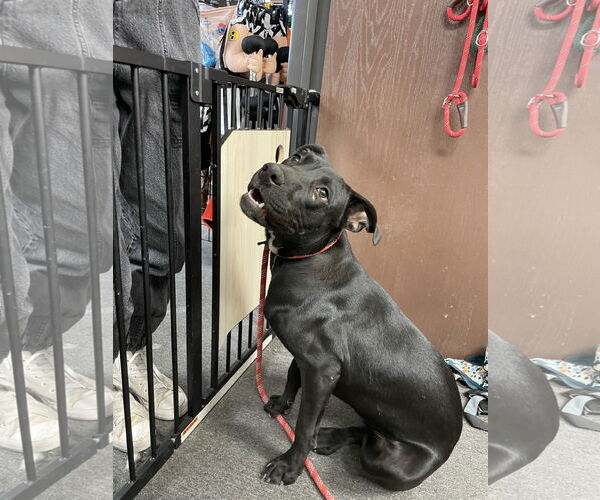 Medium Photo #3 Labrador Retriever-Unknown Mix Puppy For Sale in El Centro, CA, USA