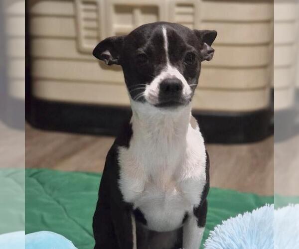 Medium Photo #2 Chihuahua-Unknown Mix Puppy For Sale in Yardley, PA, USA