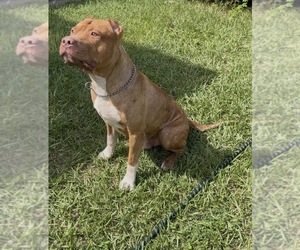 Father of the American Pit Bull Terrier puppies born on 10/26/2025