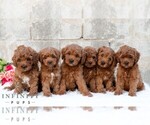 Small #1 Cavapoo (Miniature)