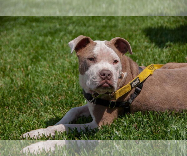 Medium Photo #3 American Pit Bull Terrier-Unknown Mix Puppy For Sale in San Jose, CA, USA