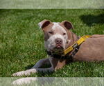 Small #2 American Pit Bull Terrier Mix