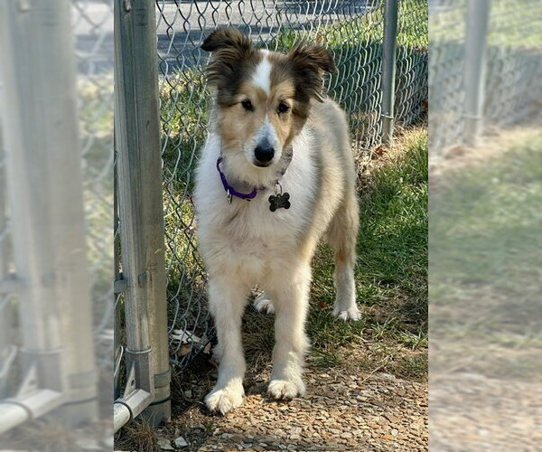 Medium Photo #2 Mutt Puppy For Sale in Wamego, KS, USA