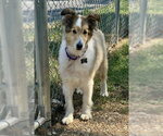 Small #1 Mutt