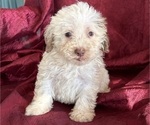 Puppy Brutis Poodle (Miniature)