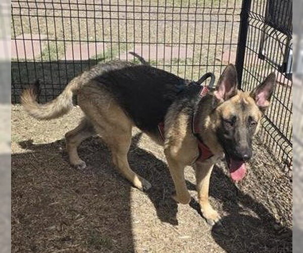 Medium Photo #2 German Shepherd Dog Puppy For Sale in San Antonio, TX, USA