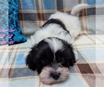 Small #5 Havanese