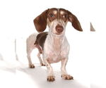 Small #2 Dachshund Mix