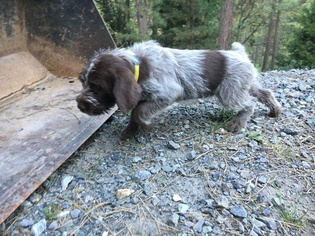 german wirehaired pointer california