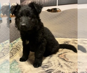German Shepherd Dog Puppy for sale in LOGAN, OH, USA