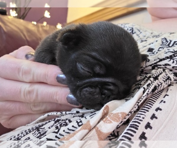 Medium Photo #26 Pug Puppy For Sale in HILLSDALE, MI, USA