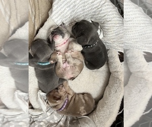 French Bulldog Puppy for sale in MIDLOTHIAN, TX, USA