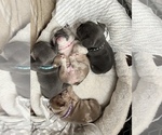 Small Photo #1 French Bulldog Puppy For Sale in MIDLOTHIAN, TX, USA