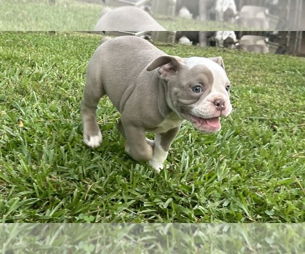 Medium Photo #3 Olde English Bulldogge Puppy For Sale in ADAMSVILLE, AL, USA