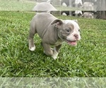 Small #2 Olde English Bulldogge