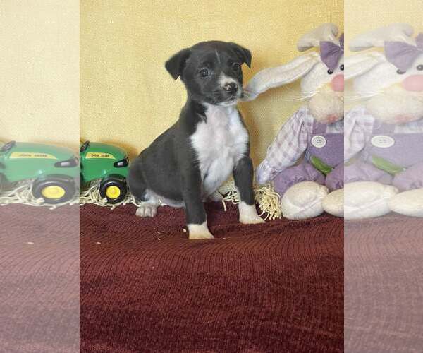 Medium Photo #3 Mutt Puppy For Sale in HOPKINSVILLE/PRINCETON, KY, NH, USA