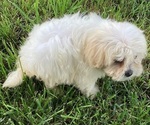 Small Photo #5 Poovanese Puppy For Sale in HARRISONBURG, VA, USA