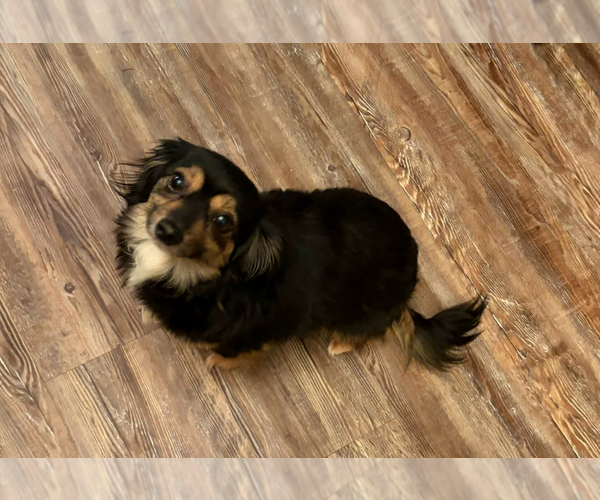 Medium Photo #3 Chihuahua-Unknown Mix Puppy For Sale in Cranston, RI, USA