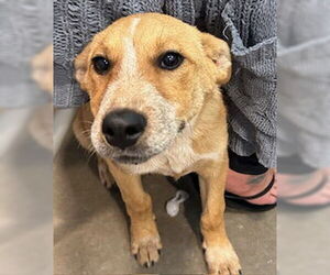 Mutt Dogs for adoption in Pampa, TX, USA