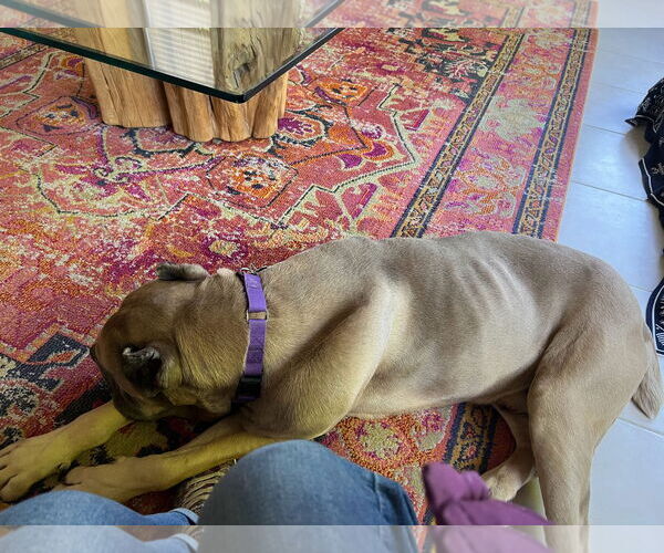 Medium Photo #6 Mutt Puppy For Sale in Goodyear, AZ, USA