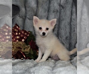 Pomsky Puppy for sale in BARNESVILLE, KS, USA