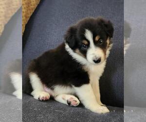 Border Collie Puppy for Sale in PALMYRA, Virginia USA