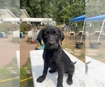 Puppy Pink Labrador Retriever