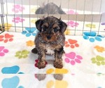 Small #4 Yorkipoo