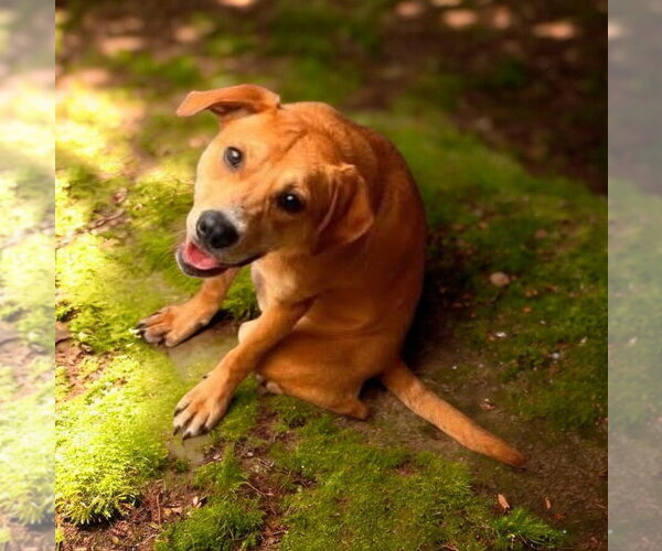 Medium Photo #13 Labrador Retriever-Unknown Mix Puppy For Sale in garner, NC, USA