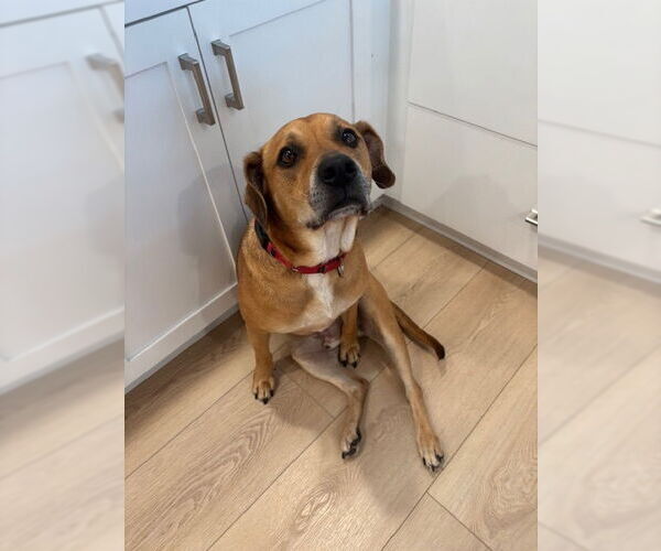 Medium Photo #1 Mutt Puppy For Sale in  Gainesville, FL, USA