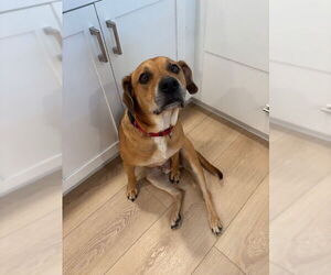 Mutt Dogs for adoption in  Gainesville, FL, USA