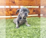 Small Photo #57 French Bulldog Puppy For Sale in DALLAS, TX, USA