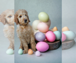 Small Photo #17 Goldendoodle Puppy For Sale in McKinney, TX, USA