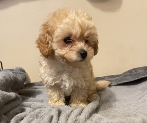 Poodle (Toy) Puppy for sale in HOLLYWOOD, MD, USA