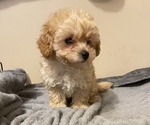 Small Photo #1 Poodle (Toy) Puppy For Sale in HOLLYWOOD, MD, USA