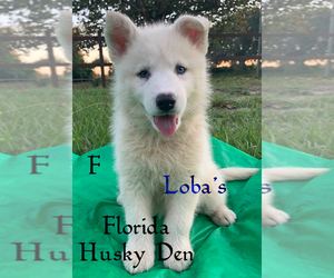 Siberian Husky Puppy for sale in NEW PORT RICHEY, FL, USA