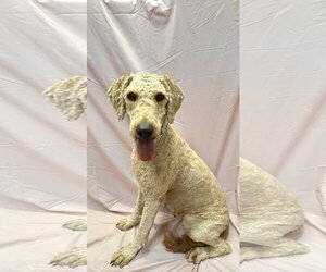 Gracie - Female Golden Retriever-Unknown Mix Dog for Adoption - Photo #3