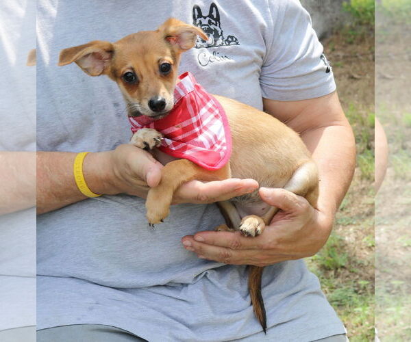 Medium Photo #3 Chiweenie Puppy For Sale in Bandera, TX, USA