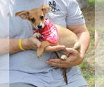 Small #2 Chiweenie